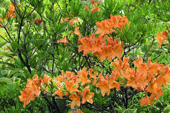 C037801s.jpg