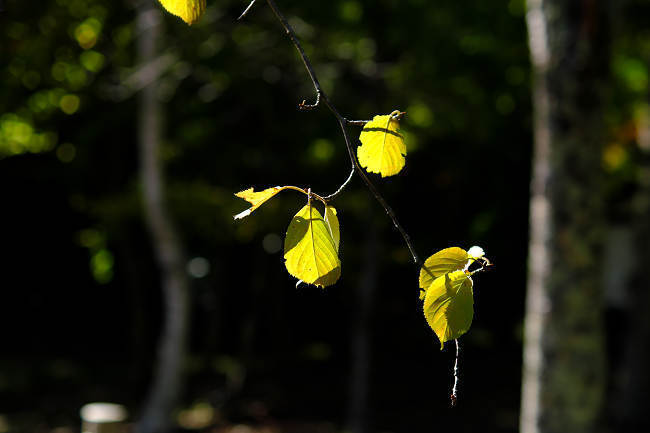 DSCF8719s.jpg