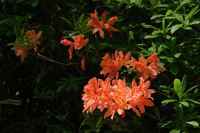 DSCH8029s.jpg