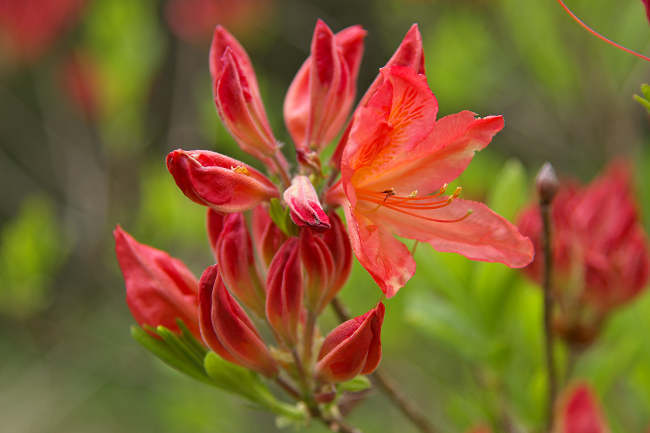 DSC_8230-t.jpg
