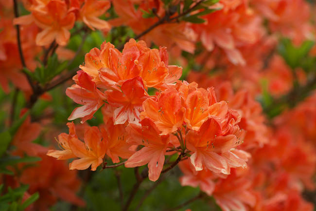 DSC_9667s.jpg