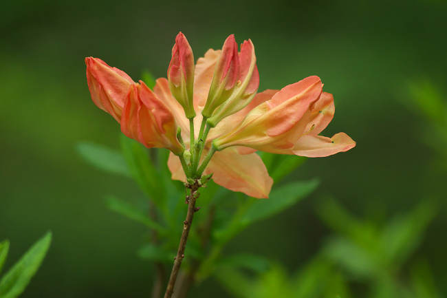 DSC_9672s.jpg