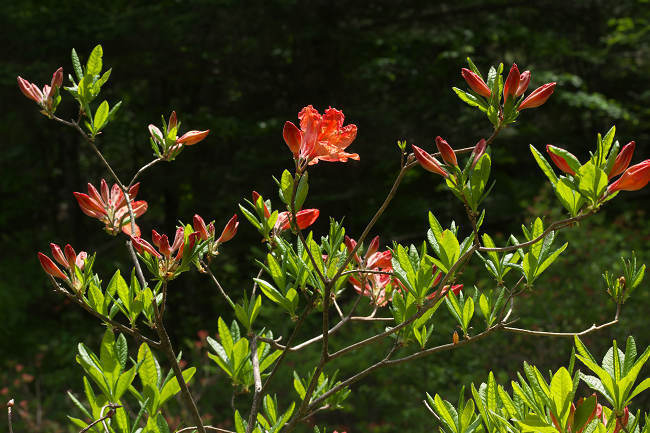 DSC_9675s.jpg