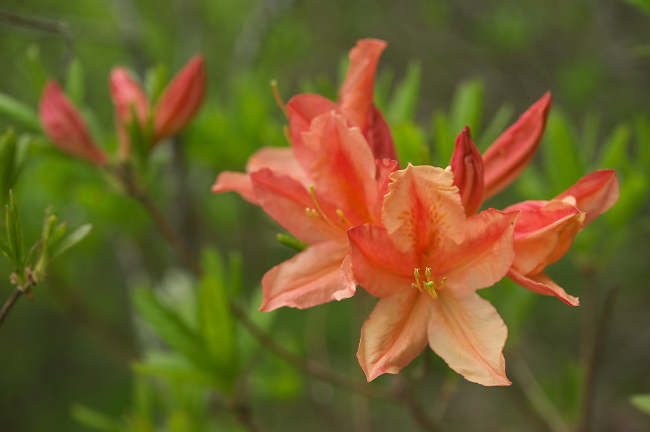 JS3_4552-t.jpg