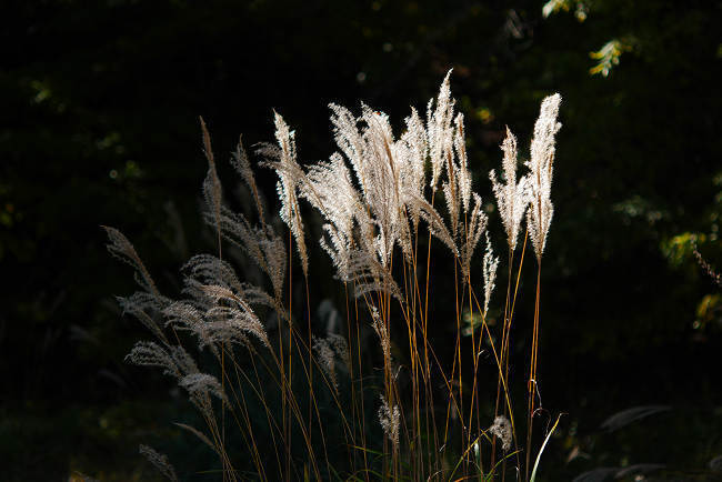 P1060424s.jpg